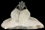 Cyphaspis Trilobite With Translucent Shell - Foum Zguid, Morocco #163374-3